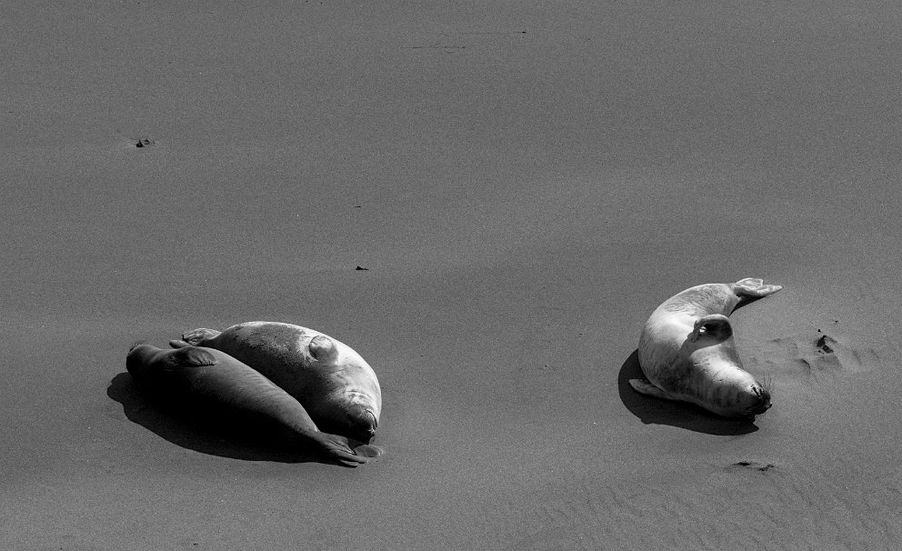 Elephant Seals enjoying life